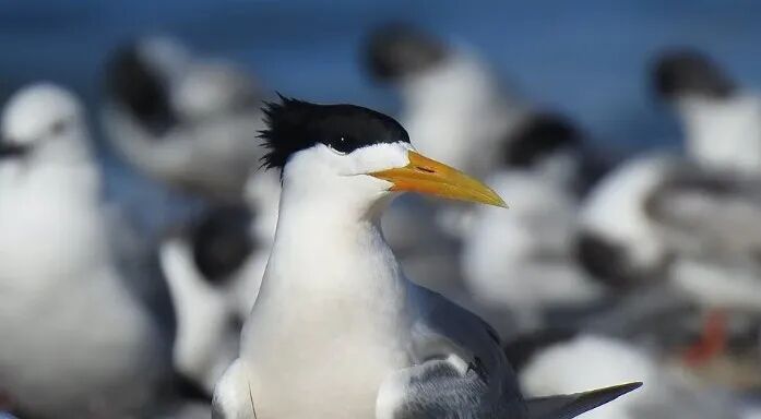 警报拉响!致命H5N1禽流感首次进入悉尼!