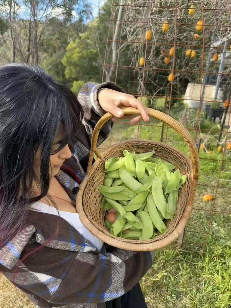 澳洲人开始效仿华人, 纷纷在自家阳台做起了这件事! 一年能省下这个数