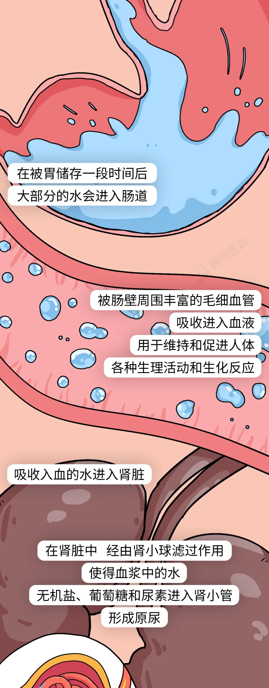 喝完水就上厕所和大半天不尿，哪种情况更需要警惕？