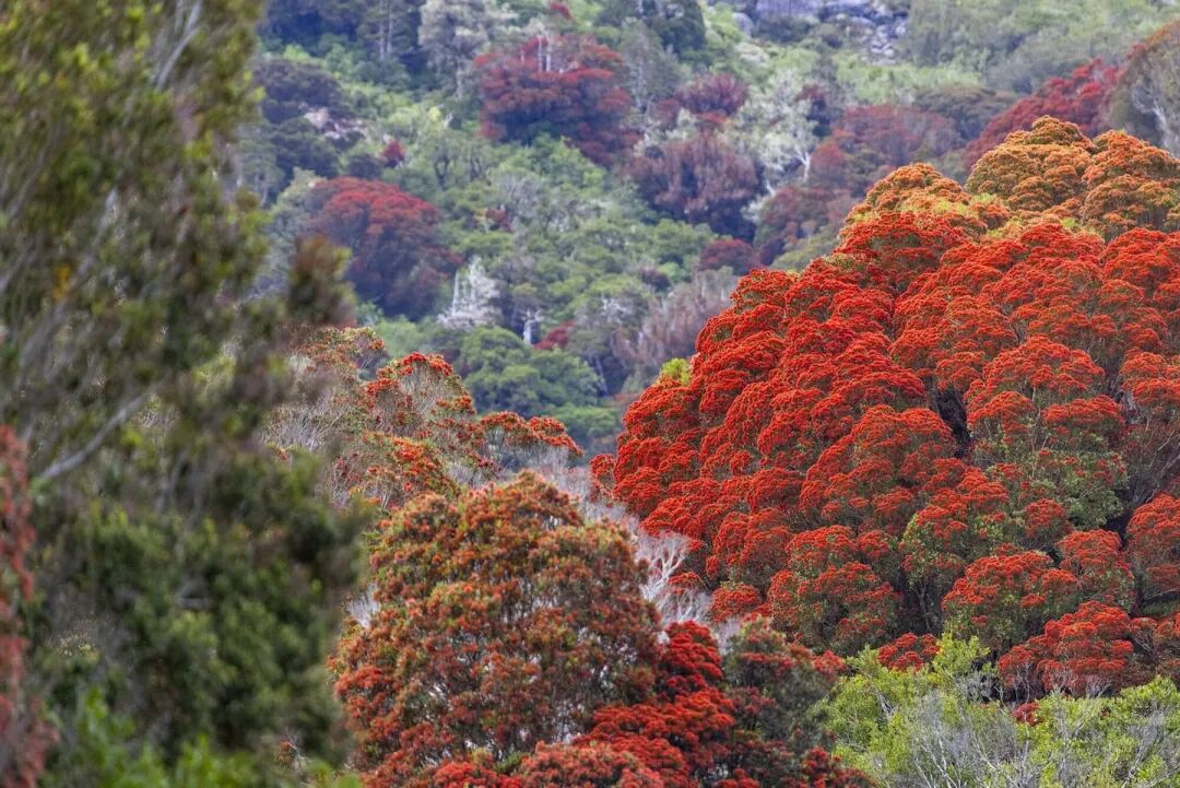 Southern rātā in bloom following the reintroduction of native bush. Photo / Jase Blair