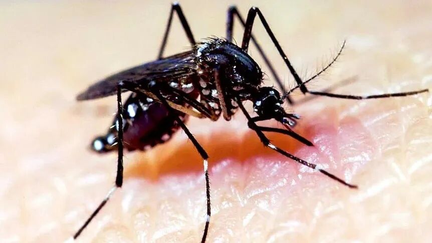 mosquito.jpg 图片