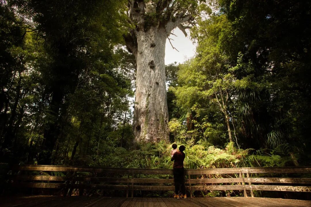 How Maori Stepped In to Save a Towering Tree Crucial to Their Identity - The New York Times