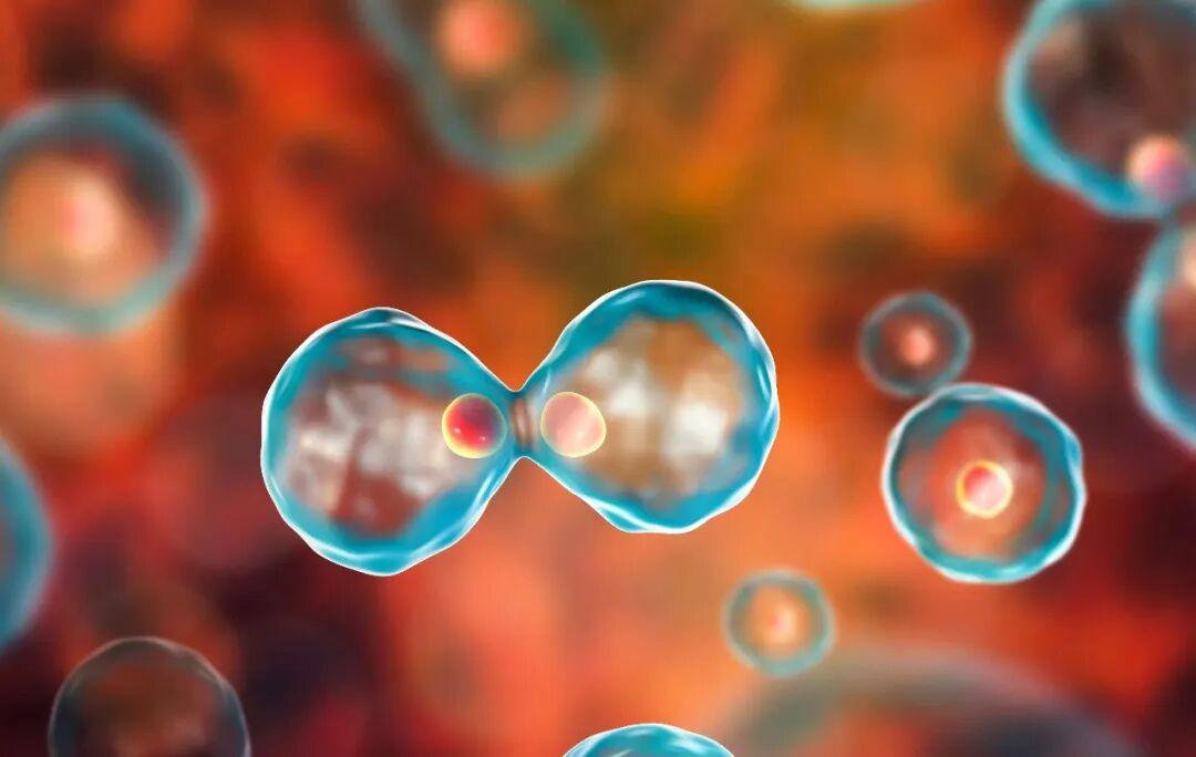What Is Cancer and What Are the Causes of Cancer? – AMMD