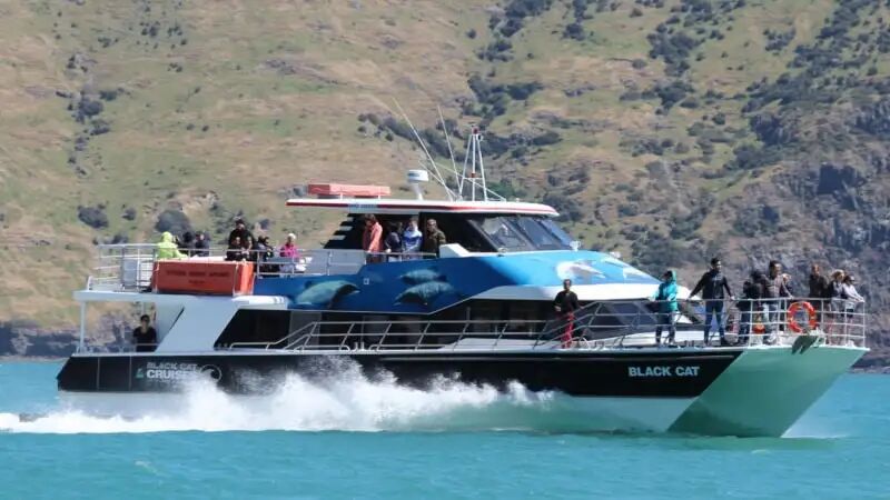 Akaroa Harbour Nature Cruise - Black Cat Cruises - Epic deals and last  minute discounts