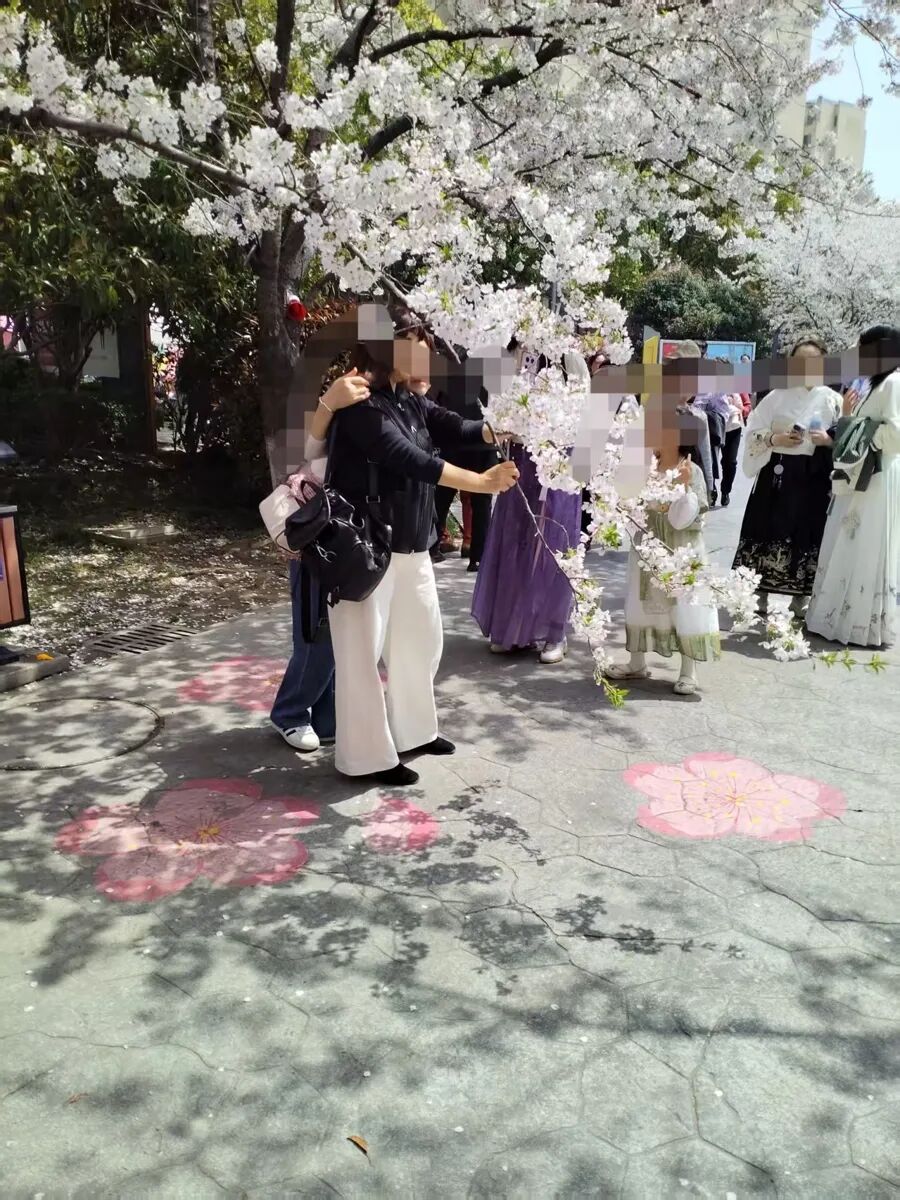 个别游客甚至将樱花枝条强行拽至接近地面 图片