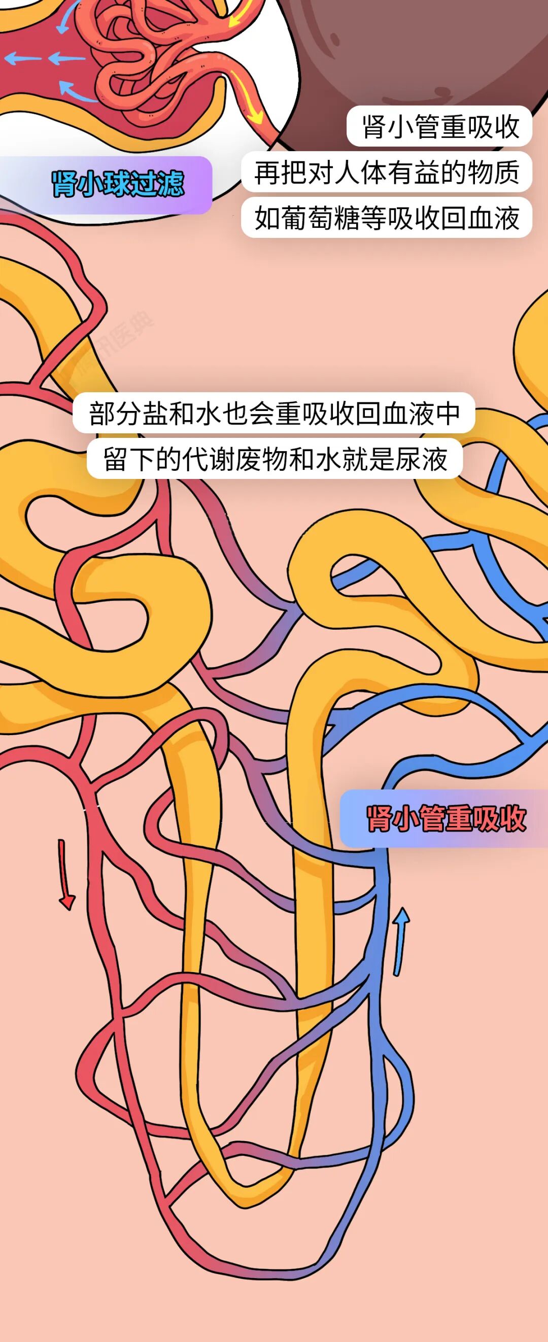 喝完水就上厕所和大半天不尿，哪种情况更需要警惕？