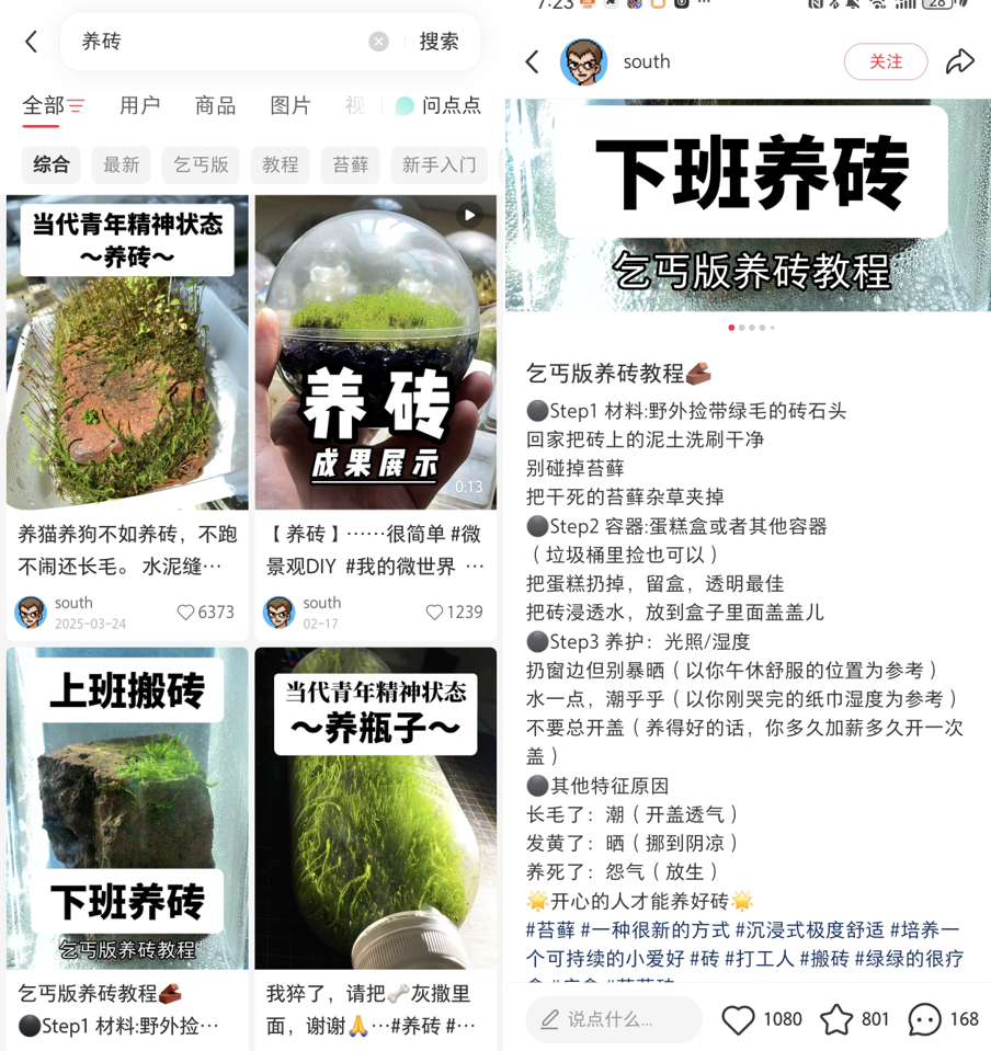 不养猫不养狗,年轻人开始“养砖头”