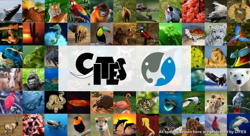 What is CITES and why it is important