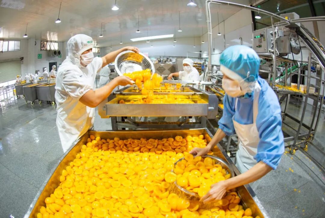 中国一家桃子加工厂的员工正在加工水果。