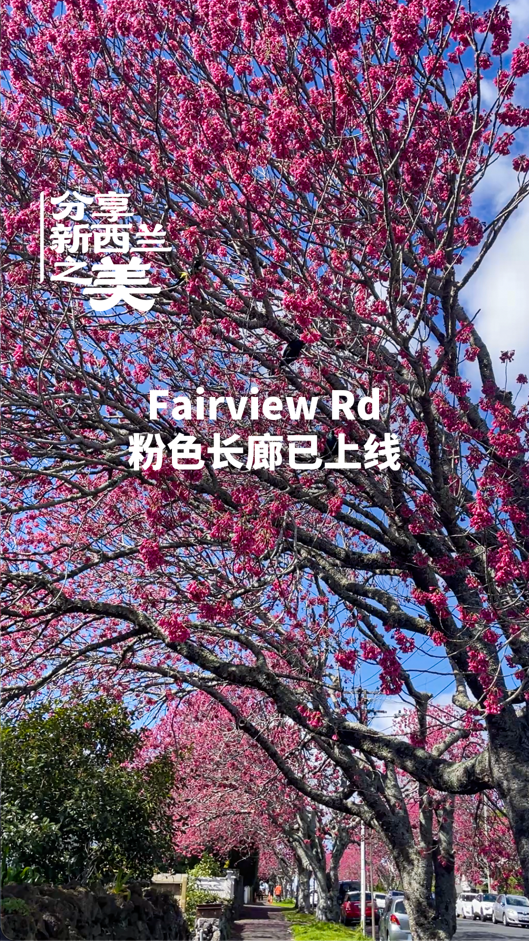 微信图片_20260904110925_1750_22 | 【视频】奥克兰最美樱花小径，早樱已经盛开！